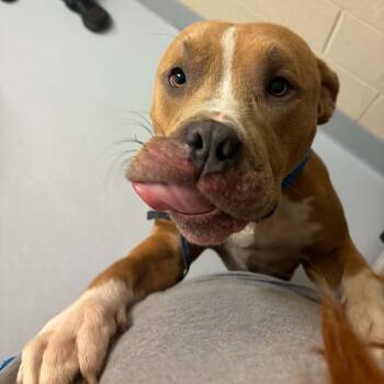 Manny -  Pit Bull Terrier Dog for Adoption in Concord, North Carolina - Manny | PetCurious