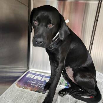 Rescue Labrador Retriever Dogs for Adoption in Hackett, Arkansas - Pepper | PetCurious