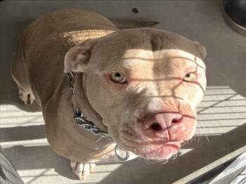 Rescue Pit Bull Terrier Dogs for Adoption in Woodland, California - CARSON | PetCurious