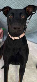 Marie aka Maddie May -  Doberman Pinscher Dog for Adoption in Brookings, Oregon - Marie Aka Maddie May | PetCurious