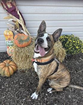 Theo -  Pit Bull Terrier and Mastiff Dog for Adoption in Columbia, Missouri - Theo | PetCurious
