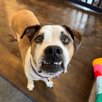 Beto -  Mixed Breed Dog for Adoption in Chicago, Illinois - Beto | PetCurious