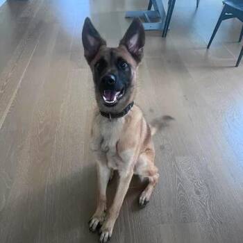 Khepri -  Belgian Shepherd Malinois Dog for Adoption in Lockhart, Texas - Khepri | PetCurious