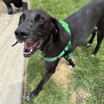 Tweedy -  Hound and Mixed Breed Dog for Adoption in Murray, Utah - Tweedy | PetCurious