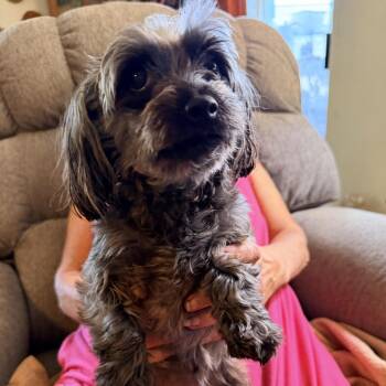 Minnie Sue (Benefactor Dog) -  Maltese and Poodle Dog for Adoption in New Orleans, Louisiana - Minnie Sue (Benefactor Dog) | PetCurious
