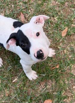 Sabin -  Mixed Breed Dog for Adoption in Northwood, New Hampshire - Sabin | PetCurious