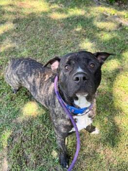 Rescue Mixed Breed Dogs for Adoption in Batavia, Ohio - Jughead | PetCurious