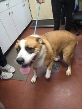 Sampson -  Saint Bernard Dog for Adoption in Salisbury, Maryland - Sampson | PetCurious