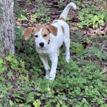 Sally -  Mixed Breed Dog for Adoption in Auburn, Alabama - Sally | PetCurious