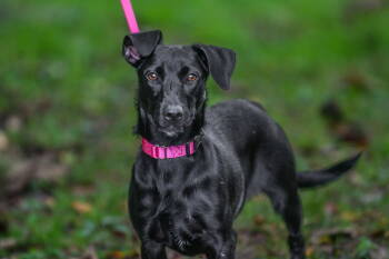 Rescue Labrador Retriever Dogs for Adoption in Brick Township, New Jersey - Lily | PetCurious