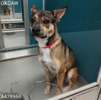 BRANDY -  German Shepherd Dog and Mixed Breed Dog for Adoption in Oklahoma City, Oklahoma - BRANDY | PetCurious