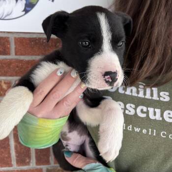 Mixed Breed Dogs Available for Adoption - Louie(Disney Duck Pups) | PetCurious
