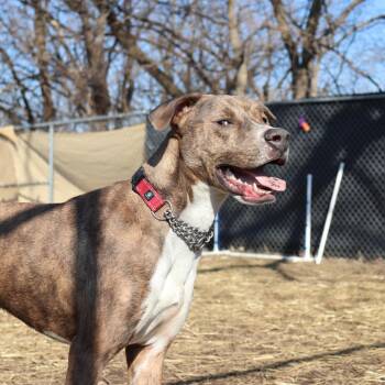 Stewart -  Pit Bull Terrier and Mixed Breed Dog for Adoption in Springfield, Illinois - Stewart | PetCurious