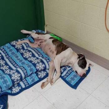 Patches -  Pit Bull Terrier Dog for Adoption in Lewisburg, West Virginia - Patches | PetCurious