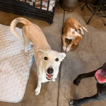 Amanda -  Labrador Retriever and Mixed Breed Dog for Adoption in Albion, New York - Amanda | PetCurious