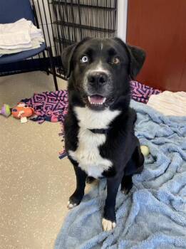 EARL -  Siberian Husky and Labrador Retriever Dog for Adoption in Fort Wayne, Indiana - EARL | PetCurious