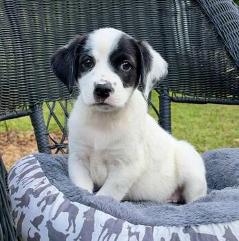 Rustle -  Mixed Breed Dog for Adoption in Mount Pleasant, South Carolina - Rustle | PetCurious