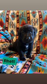 Rhett -  Labrador Retriever and Flat Coated Retriever Dog for Adoption in Duluth, Minnesota - Rhett | PetCurious