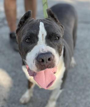 Nikko -  Pit Bull Terrier Dog for Adoption in Island Lake, Illinois - Nikko | PetCurious