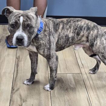 Harry -  Pit Bull Terrier Dog for Adoption in Newark, New Jersey - Harry | PetCurious