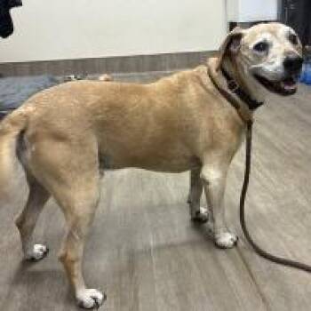 Labrador Retriever Dogs Available for Adoption - Max | PetCurious