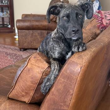 Bridget -  Shepherd Dog for Adoption in San Antonio, Texas - Bridget | PetCurious