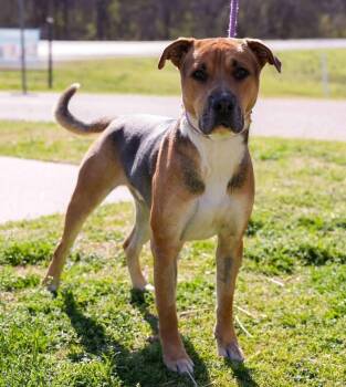 Beau -  Shepherd Dog for Adoption in Stillwater, Oklahoma - Beau | PetCurious