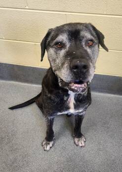 Mastiff Dogs Available for Adoption - Thor - 14 Yrs. Old | PetCurious