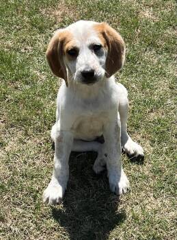 Pointer Dogs Available for Adoption in Ball Ground, Georgia - Stuart | PetCurious
