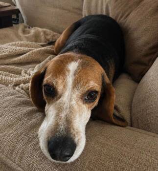 Beagle and Mixed Breed Dogs Available for Adoption in New York, New York - Scout | PetCurious
