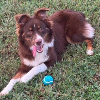 Rescue Australian Shepherd Dogs for Adoption in Baton Rouge, Louisiana - Bruno | PetCurious