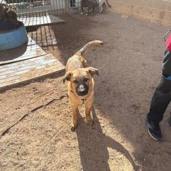 Mixed Breed Dogs Available for Adoption - Fideo | PetCurious