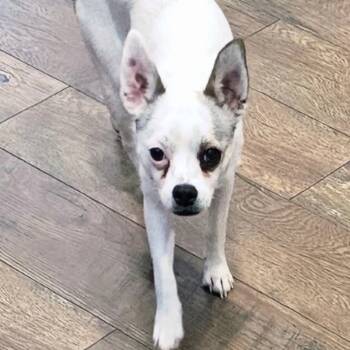 Rescue Chihuahua and Jack Russell Terrier Dogs for Adoption in Las Vegas, Nevada - Tiki OS NV | PetCurious