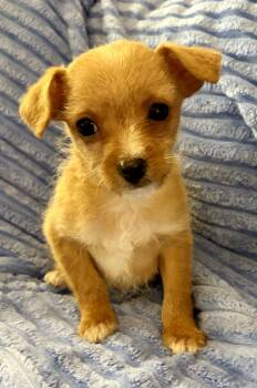 Rescue Chihuahua Dogs for Adoption in New Baltimore, Michigan - Chase | PetCurious