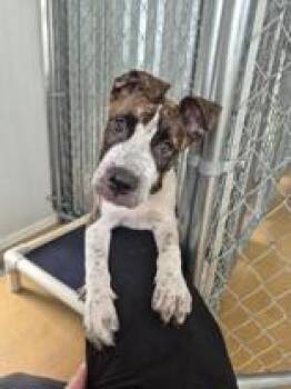 Lainey -  Mixed Breed Dog for Adoption in Cibolo, Texas - Lainey | PetCurious