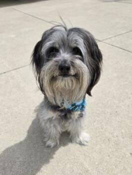 Maltese and Yorkshire Terrier Dogs Available for Adoption in Bucyrus, Ohio - Carl | PetCurious