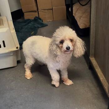 Candy -  Miniature Poodle Dog for Adoption in Normal, Illinois - Candy | PetCurious