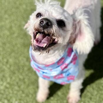 Rescue Bichon Frise and Mixed Breed Dogs for Adoption in Largo, Florida - Cam | PetCurious