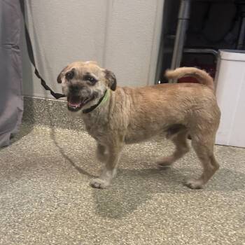 Simba -  Chihuahua and Pug Dog for Adoption in San Gabriel, California - Simba | PetCurious