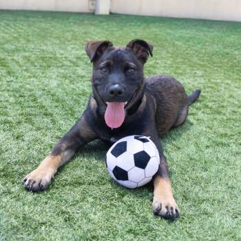 Skippy -  German Shepherd Dog and Mixed Breed Dog for Adoption in Pasadena, California - Skippy | PetCurious