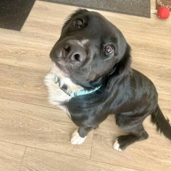 Retriever and Great Pyrenees Dogs Available for Adoption in Alma, Wisconsin - Beau | PetCurious