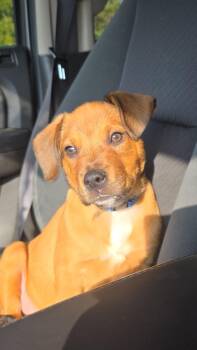 Rescue Black Mouth Cur Dogs for Adoption in Sheboygan, Wisconsin - Cash | PetCurious