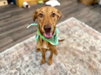 Vizsla and Labrador Retriever Dogs Available for Adoption in Friendswood, Texas - Max Sunshine Sidekick Satsuma | PetCurious