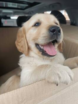 Golden Retriever Puppies -  Golden Retriever Dog for Adoption in Atlanta, Georgia - Golden Retriever Puppies | PetCurious