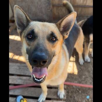 Sierra -  German Shepherd Dog Dog for Adoption - Sierra | PetCurious