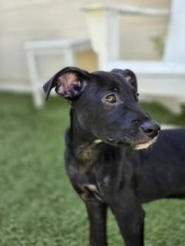 Alex -  Mixed Breed Dog for Adoption in Savannah, Georgia - Alex | PetCurious