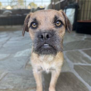 Pepper -  Mixed Breed Dog for Adoption in Burbank, California - Pepper | PetCurious