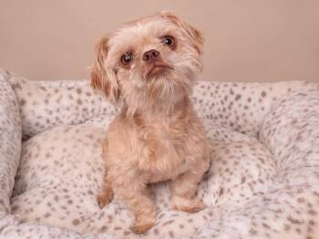 Ewok -  Pekingese and Shih Tzu Dog for Adoption in Palo Alto, California - Ewok | PetCurious