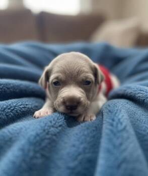 Mixed Breed Dogs Available for Adoption - Alfalfa | PetCurious