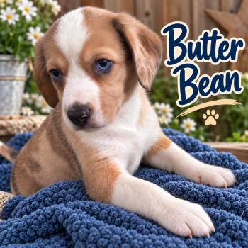 Butter Bean -  Beagle and Australian Cattle Dog Blue Heeler Dog for Adoption in Livingston, Texas - Butter Bean | PetCurious